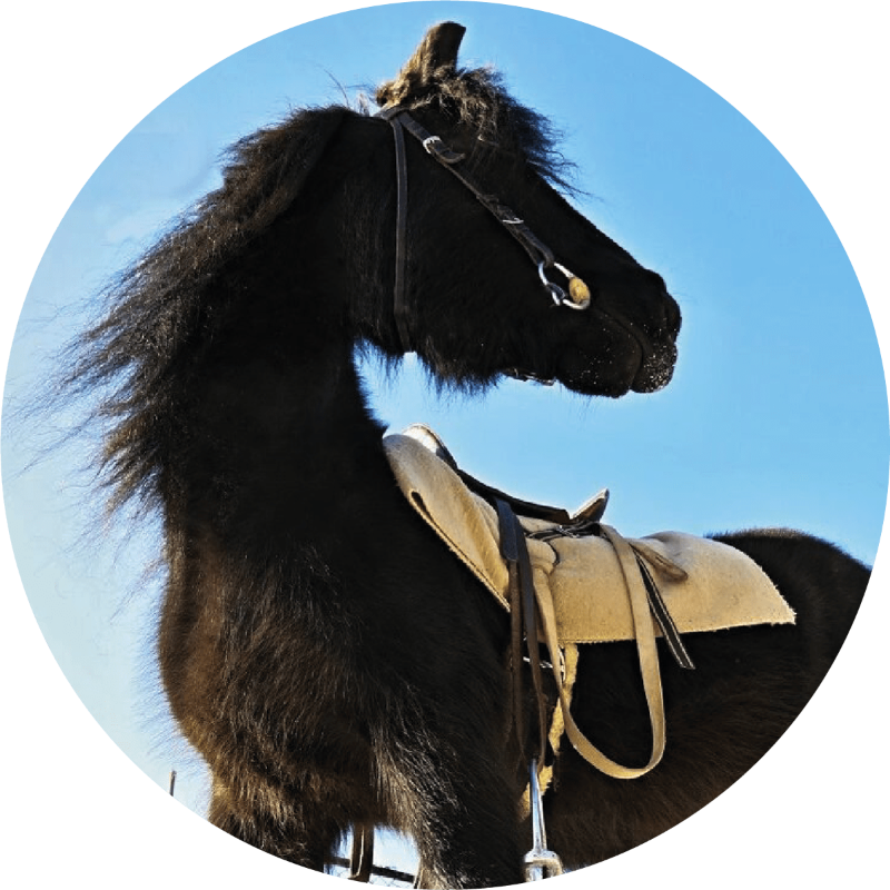 Vendula pony